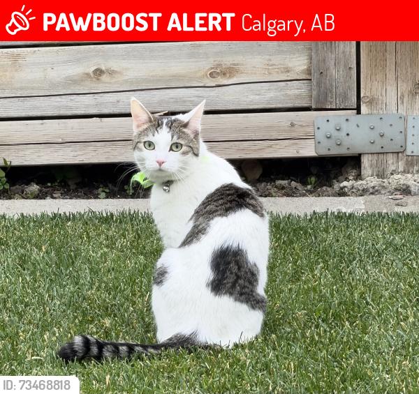 Lost Female Cat last seen Walden Square SE, Calgary, AB 