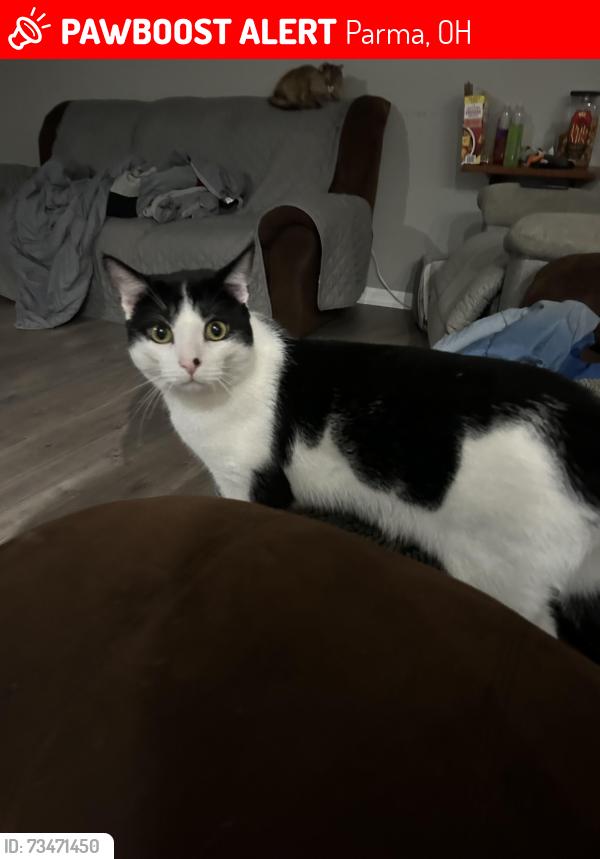 Lost Male Cat last seen Near Grantwood Drive, Parma, Oh, Usa, Parma, OH 44134