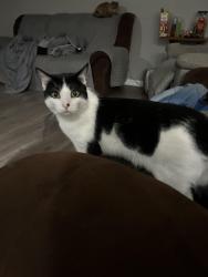 Lost Male Cat last seen Near Grantwood Drive, Parma, Oh, Usa, Parma, OH 44134