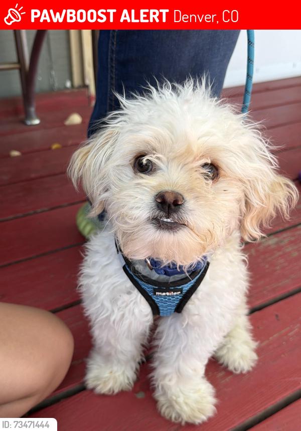 Lost Male Dog last seen Near Adventure Elementary playground., Denver, CO 80221