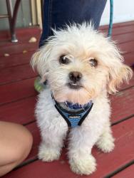 Lost Male Dog last seen Near Adventure Elementary playground., Denver, CO 80221