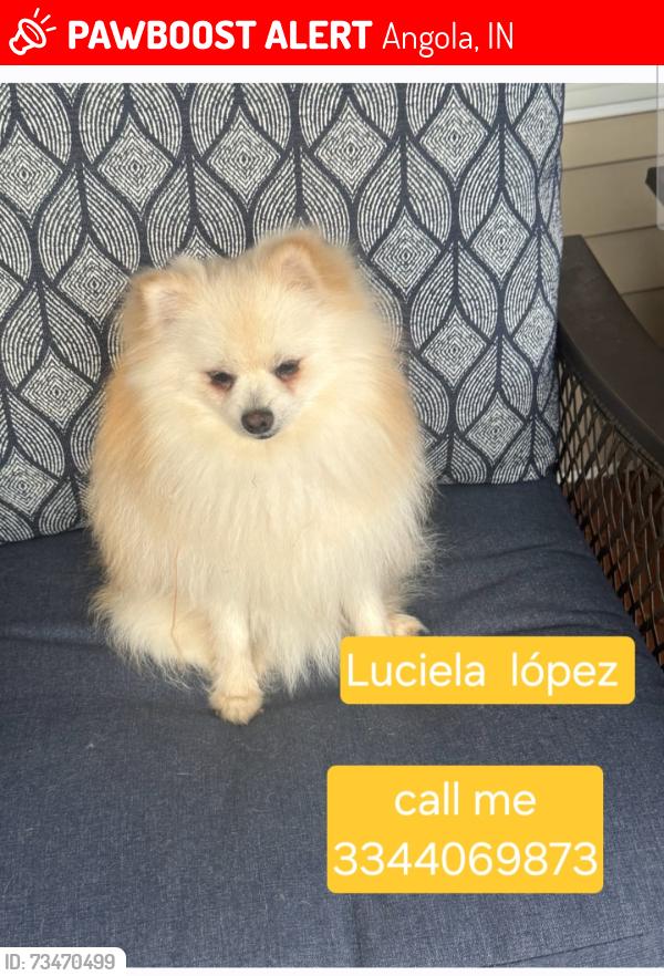 Lost Male Dog last seen Near water st, Angola, IN 46703
