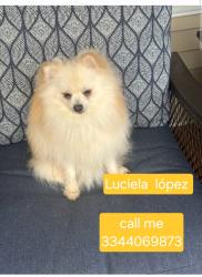 Lost Male Dog last seen Near water st, Angola, IN 46703