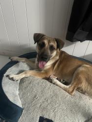 Found/Stray Female Dog last seen Celebrities bar, San Bernardino, CA 92407