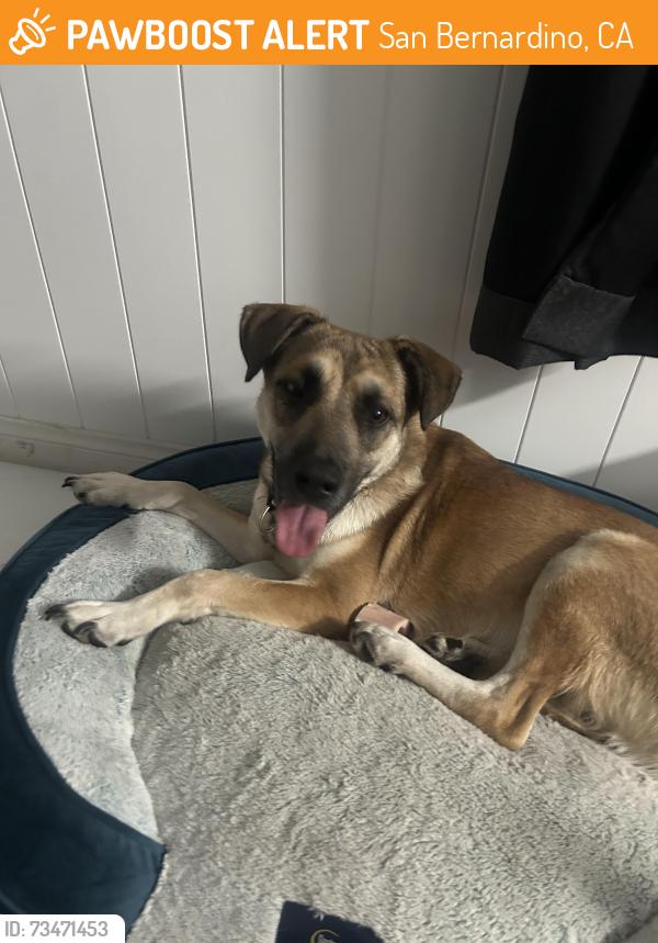 Found/Stray Female Dog last seen Celebrities bar, San Bernardino, CA 92407