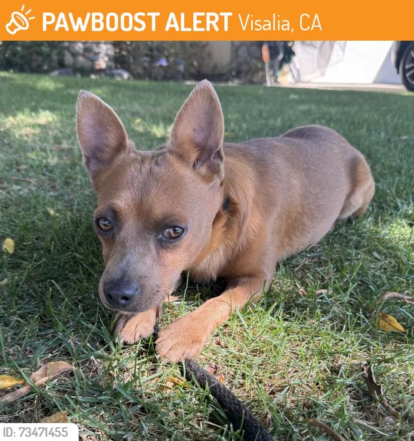 Found/Stray Male Dog last seen Oak &McAuliff, Visalia, CA 93292
