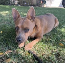 Found/Stray Male Dog last seen Oak &McAuliff, Visalia, CA 93292