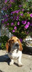 Reunited Male Dog last seen 104th and doty in inglewood, Inglewood, CA 90303
