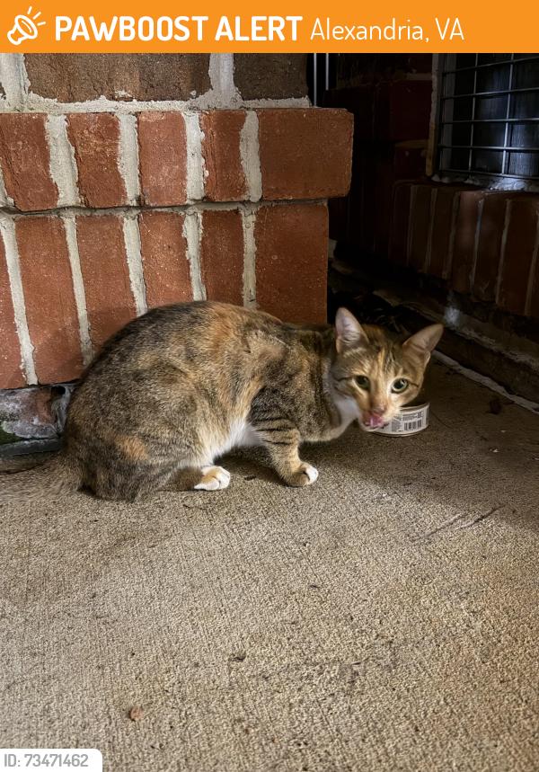 Found/Stray Unknown Cat last seen Near S Highview Ln, Alexandria, VA 22311