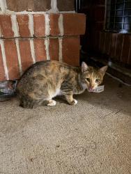 Found/Stray Unknown Cat last seen Near S Highview Ln, Alexandria, VA 22311