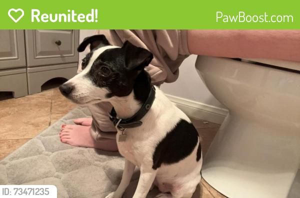Reunited Female Dog last seen Pepper drive, El Cajon, CA 92021