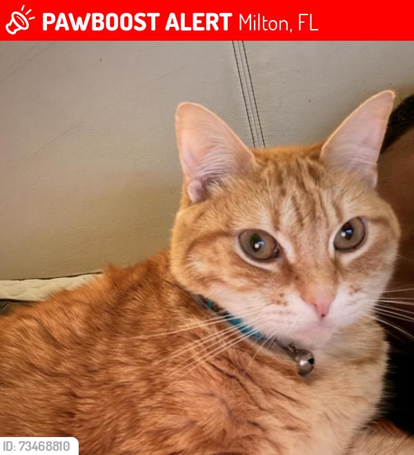 Lost Male Cat last seen Circle K on Avalon Blvd across from Redroof Inn, Milton, FL 32570