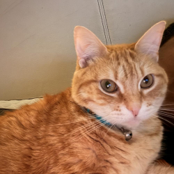 Lost Male Cat last seen Circle K on Avalon Blvd across from Redroof Inn, Milton, FL 32570