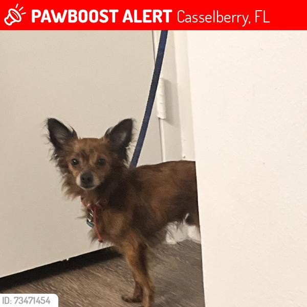 Lost Male Dog last seen Near Pointe Newport Terrace, Casselberry Florida 32707, Casselberry, FL 32707