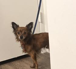 Lost Male Dog last seen Near Pointe Newport Terrace, Casselberry Florida 32707, Casselberry, FL 32707