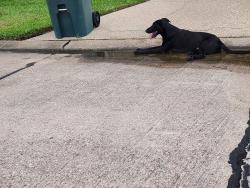 Found/Stray Male Dog last seen Webb Lane, Beaumont, TX 77702