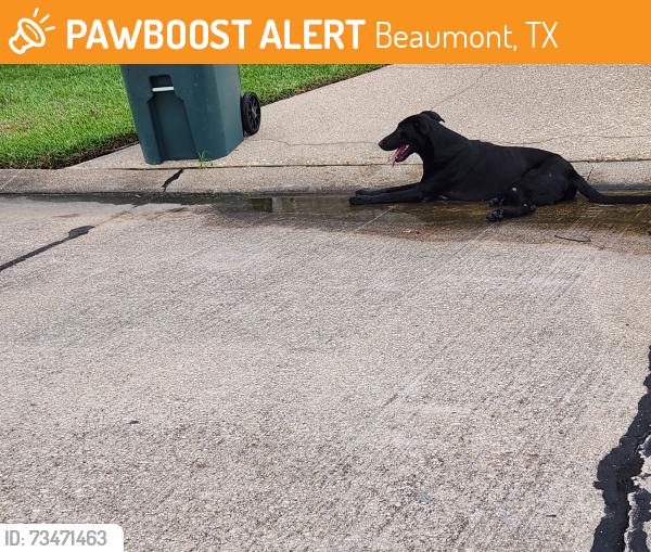Found/Stray Male Dog last seen Webb Lane, Beaumont, TX 77702