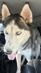 Found/Stray Male Dog last seen I-17 and Indian School is where he was found, Mayer, AZ 86333