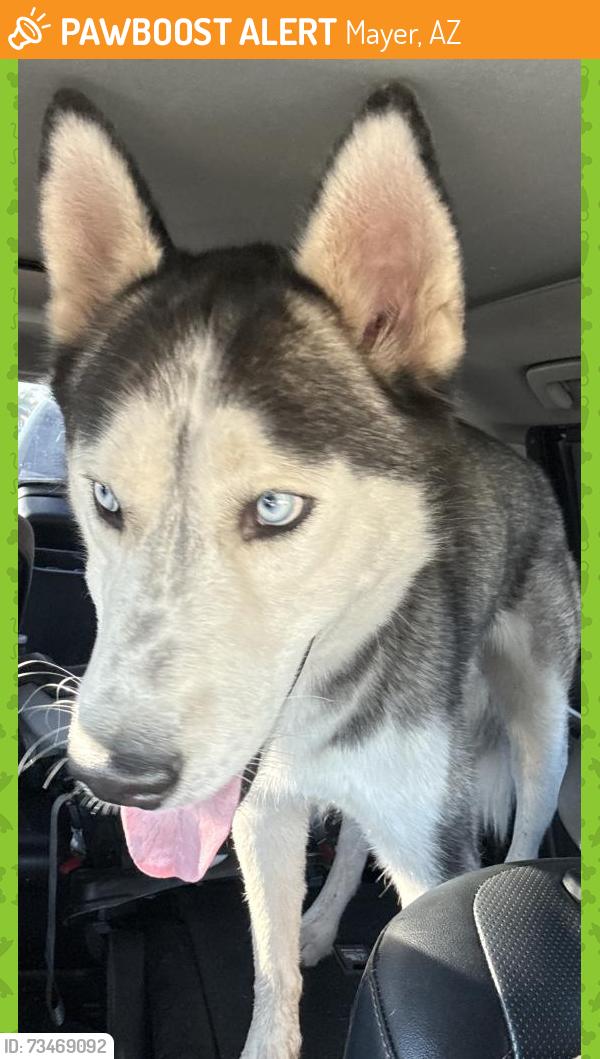 Found/Stray Male Dog last seen I-17 and Indian School is where he was found, Mayer, AZ 86333