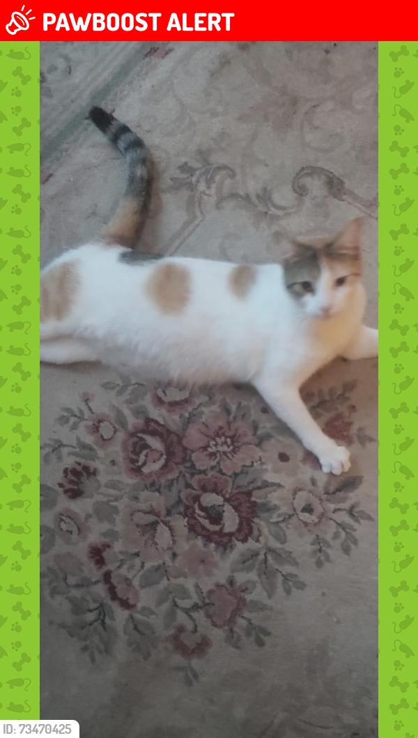 Lost Female Cat last seen clarkson St North and Lake Shore West, Mississauga, ON L5J 1J9