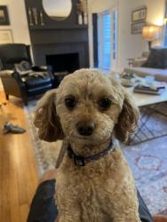 Lost Female Dog last seen Banbury Park, Raleigh, NC 27607