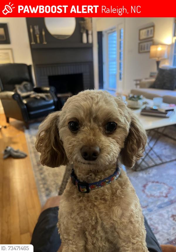 Lost Female Dog last seen Banbury Park, Raleigh, NC 27607
