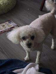 Lost Male Dog last seen Whispering Oaks & Butterfield Dr Sun City West Az, Sun City West, AZ 85375