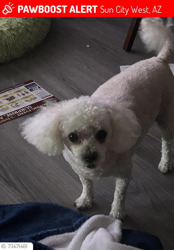 Lost Male Dog last seen Whispering Oaks & Butterfield Dr Sun City West Az, Sun City West, AZ 85375