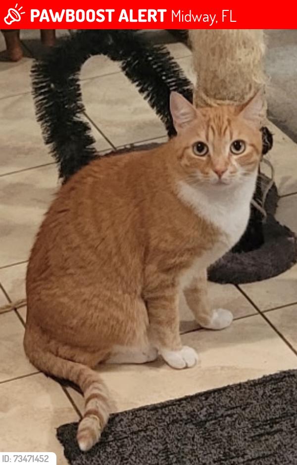 Lost Male Cat last seen Hwy. 98 and Mohawk Trail Gulf Breeze, FL. (Midway), Midway, FL 32563