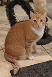 Lost Male Cat last seen Hwy. 98 and Mohawk Trail Gulf Breeze, FL. (Midway), Midway, FL 32563