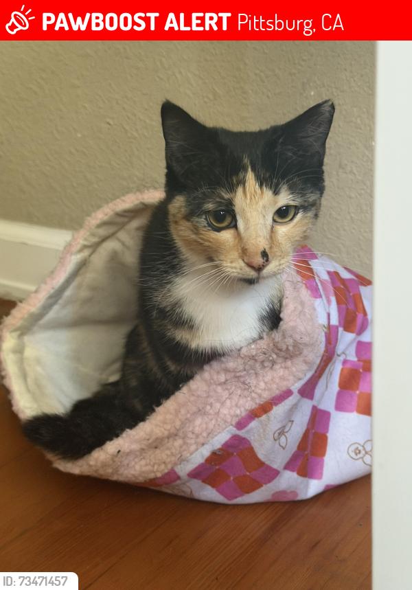Lost Female Cat last seen High School Pittsburgh, Pittsburg, CA 94565