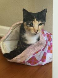 Lost Female Cat last seen High School Pittsburgh, Pittsburg, CA 94565