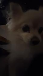 Reunited Female Dog last seen 47th st and Camden Ave, 2301 47th st Pennsauken nj 08110, Pennsauken, NJ 08110