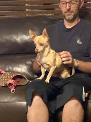 Found/Stray Male Dog last seen Bluegrass/Eastern, Las Vegas Valley, NV 89123