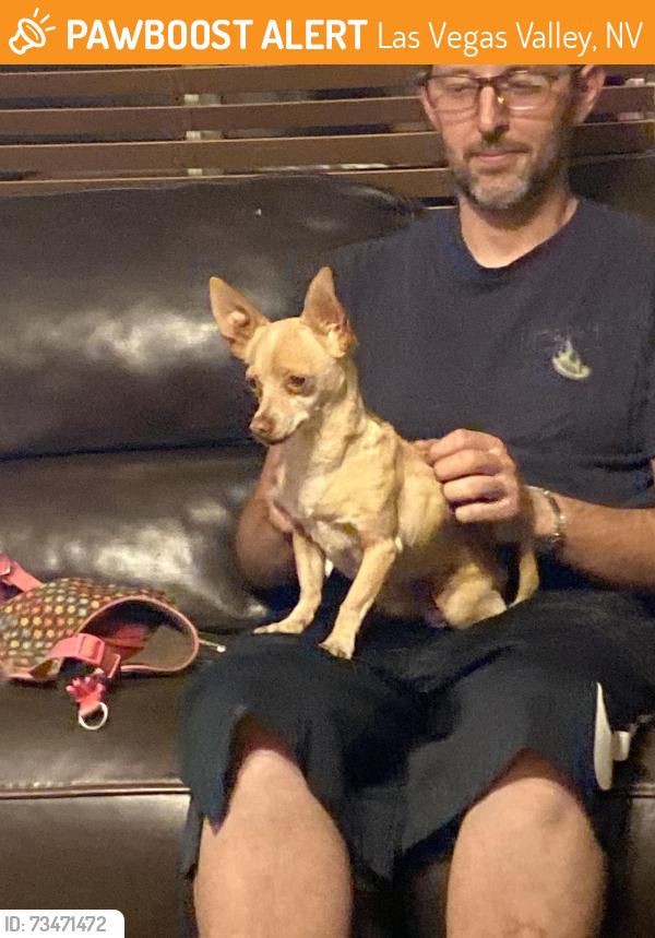 Found/Stray Male Dog last seen Bluegrass/Eastern, Las Vegas Valley, NV 89123