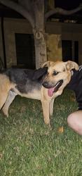Found/Stray Unknown Dog last seen 50th East & aR4, Palmdale, CA 93552
