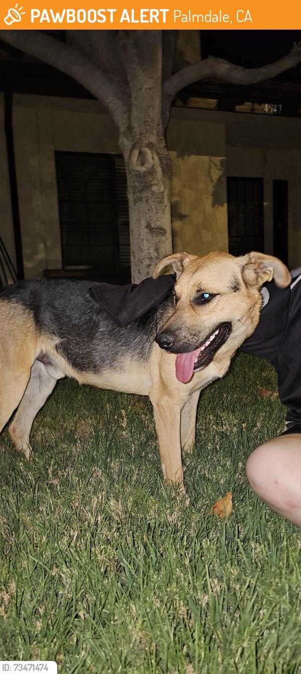 Found/Stray Unknown Dog last seen 50th East & aR4, Palmdale, CA 93552