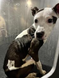 Shelter Stray Female Dog last seen Near BLOCK CULEBRA RD, 4710 TX-151, San Antonio, TX 78227, USA