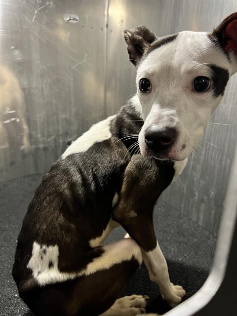 Shelter Stray Female Dog last seen Near BLOCK CULEBRA RD, 4710 TX-151, San Antonio, TX 78227, USA