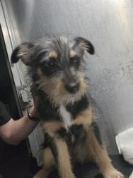 Shelter Stray Female Dog last seen W MALLY BLVD, 4710 TX-151, San Antonio, TX 78227, USA