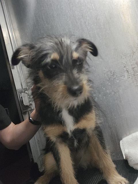 Shelter Stray Female Dog last seen W MALLY BLVD, 4710 TX-151, San Antonio, TX 78227, USA