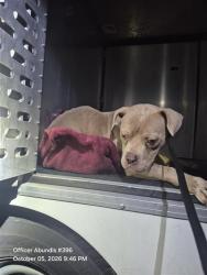 Shelter Stray Male Dog last seen Near BLOCK BRIAR PL, 4710 TX-151, San Antonio, TX 78227, USA