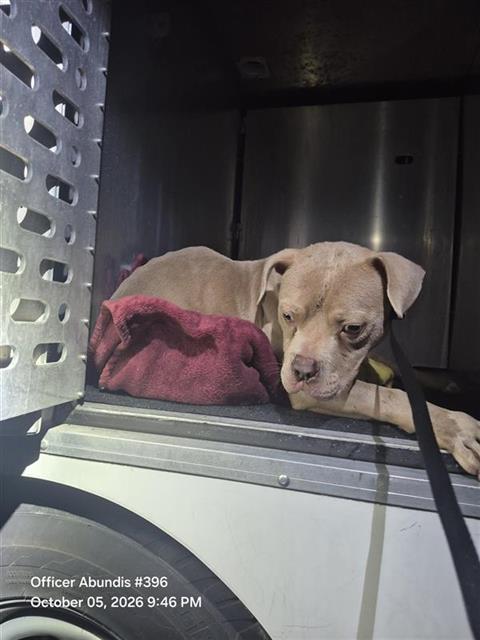 Shelter Stray Male Dog last seen Near BLOCK BRIAR PL, 4710 TX-151, San Antonio, TX 78227, USA