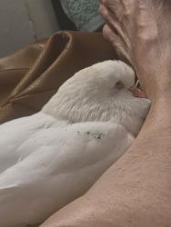 Lost Female Bird last seen 2nd street BELL, Phoenix, AZ 85022