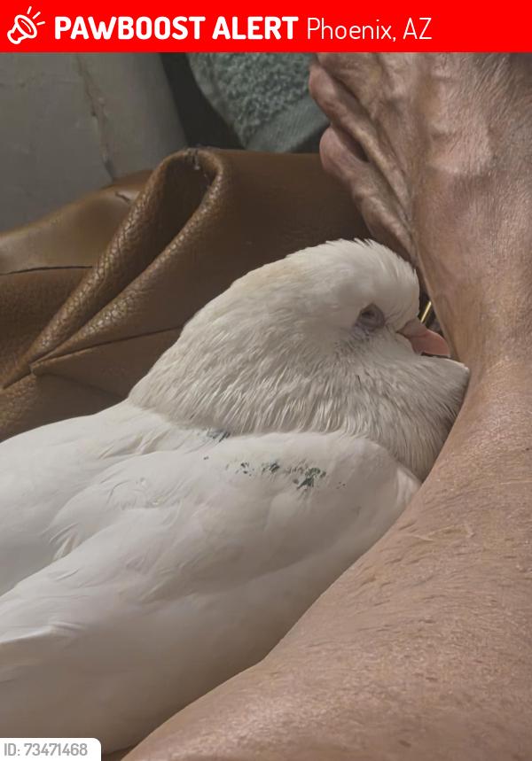 Lost Female Bird last seen 2nd street BELL, Phoenix, AZ 85022