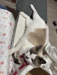 Lost Female Cat last seen PICKERING ST街附近走失, Woburn, MA 01801