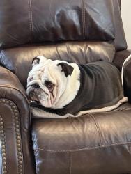 Lost Male Dog last seen Purdy Lane, Columbia, MO 65201