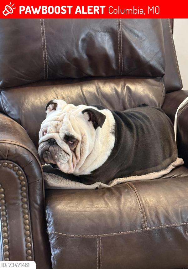 Lost Male Dog last seen Purdy Lane, Columbia, MO 65201
