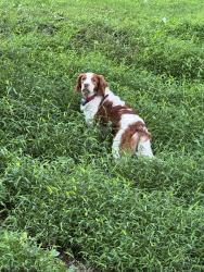 Lost Male Dog last seen Laurel rd and Dogwood rd, Narvon, PA 17555