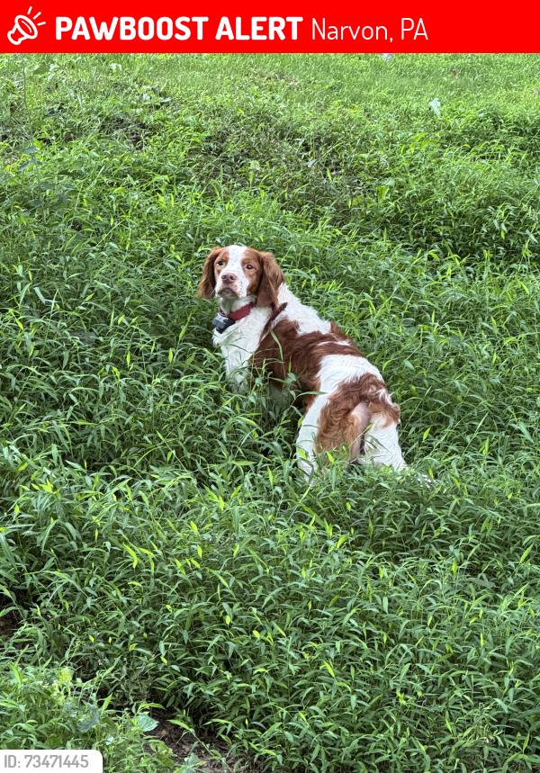 Lost Male Dog last seen Laurel rd and Dogwood rd, Narvon, PA 17555